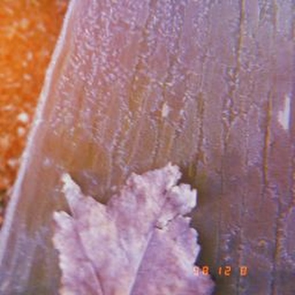 Meet your Posher, Fallon - Picture 1 of 1